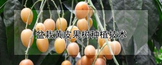 盆栽黄皮果树种植技术,第1图