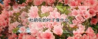 杜鹃花的叶子像什么,第1图