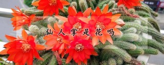 仙人掌是花吗,第1图