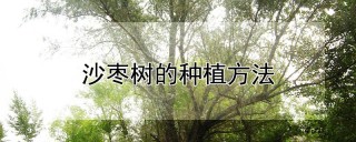 沙枣树的种植方法,第1图