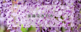 紫藤花香不香,第1图