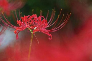 彼岸花的种植方法，只需记住四大要点即可,第3图