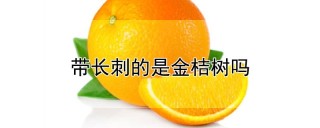 带长刺的是金桔树吗,第1图