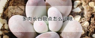 多肉长白斑点怎么消除,第1图