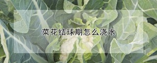 菜花结球期怎么浇水,第1图