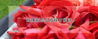 玫瑰花怎么插枝才能活,第1图