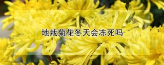 地栽菊花冬天会冻死吗,第1图