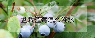 盆栽蓝莓怎么浇水,第1图