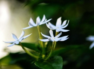 毛茉莉和茉莉花的区别，教你三种区别方法(习性/叶子/花序),第3图