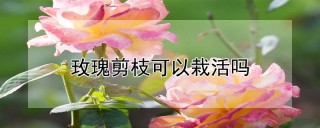 玫瑰剪枝可以栽活吗,第1图