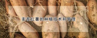 麦茬红薯的种植技术和管理,第1图