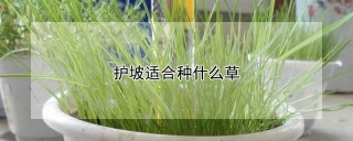 护坡适合种什么草,第1图