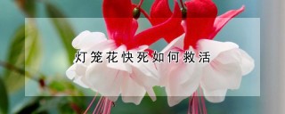 灯笼花快死如何救活,第1图