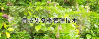 黄皮果冬季管理技术,第1图