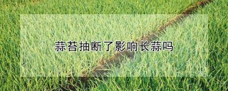 蒜苔抽断了影响长蒜吗,第1图