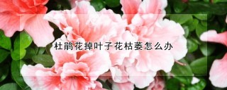 杜鹃花掉叶子花枯萎怎么办,第1图