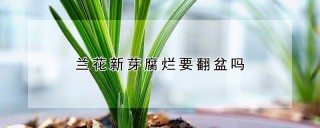 兰花新芽腐烂要翻盆吗,第1图