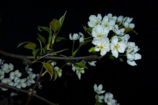 海棠花的品种图片大全，最具特色的6个品种,第6图