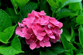 不同颜色的绣球花花语,第3图