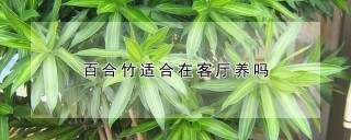 百合竹适合在客厅养吗,第1图