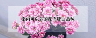 室内可以养的花有哪些品种,第1图