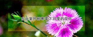 东北室外耐寒零下30度的花卉,第1图