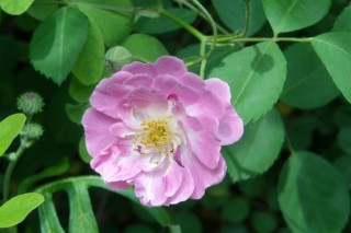 野蔷薇花语,第2图