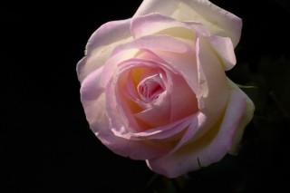 玫瑰多久开一次花,第3图