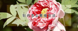 牡丹怎么繁殖方法,第1图