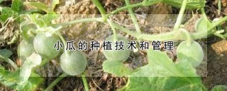 小瓜的种植技术和管理,第1图