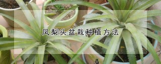 凤梨头盆栽种植方法,第1图