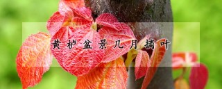 黄栌盆景几月摘叶,第1图