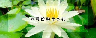 六月份种什么花,第1图