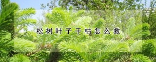 松树叶子干枯怎么救,第1图