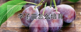 李子苗怎么培育,第1图