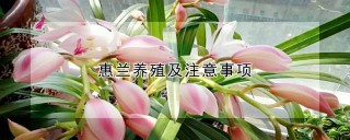 惠兰养殖及注意事项,第1图