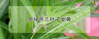 全绿吊兰叶子发黄,第1图