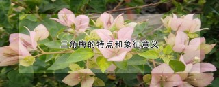 三角梅的特点和象征意义,第1图