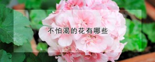 不怕渴的花有哪些,第1图