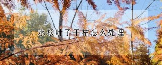 水杉叶子干枯怎么处理,第1图