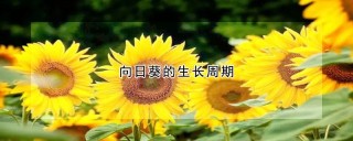 向日葵的生长周期,第1图