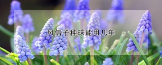 风信子种球能用几年,第1图