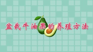 盆栽牛油果的养殖方法,第1图