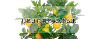 柑橘开花期需要施什么肥,第1图