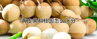 黄皮果和桂圆怎么区分,第1图