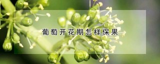 葡萄开花期怎样保果,第1图