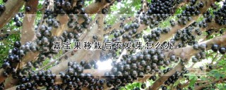 嘉宝果移栽后不发芽怎么办,第1图