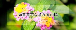 如意花可以放在室内吗,第1图