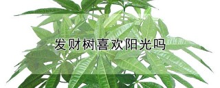 发财树喜欢阳光吗,第1图