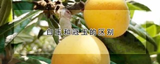 白玉和冠玉的区别,第1图